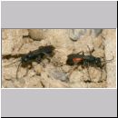 Wegwespenstreit-07 10mm schwarz oeffnet Nest - rot verschliesst es immer wieder.jpg